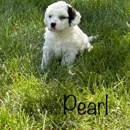 Bernedoodles from Heartland Kennels
