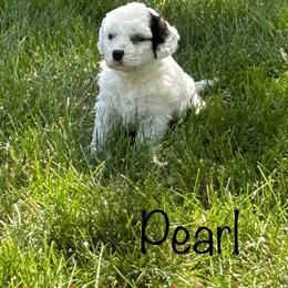 Bernedoodles from Heartland Kennels