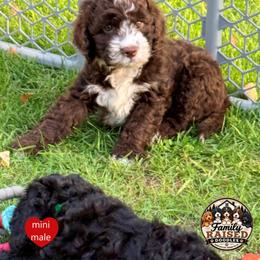 Mr Red - Liver and white male Springerdoodle puppy in Kendall, New York from Family Raised Doodles