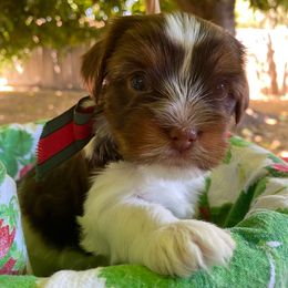 Aster - Chocolate, tan and white male Yorkshire Terrier puppy in Stockton, California from Lala & Co.