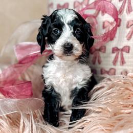 Dream - Black and chalk female Australian Labradoodle puppy in Decatur, Alabama from Southern Meadows Doodles
