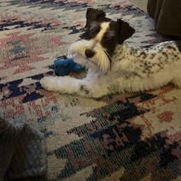 Lincoln - Miniature Schnauzer