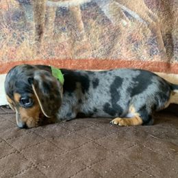 Dachshund Puppies from MJ Lil’ Cherokee Paws