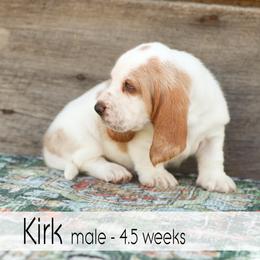 Kirk - Red and white male Basset Hound puppy in Jefferson City, Missouri from Triple Hill Farm