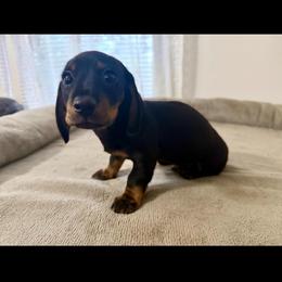 Boy 2 - Black and tan male Dachshund puppy in Galax, Virginia from Va mini dachshunds