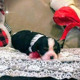Cavalier King Charles Spaniel Puppies from Amber Field Cavaliers