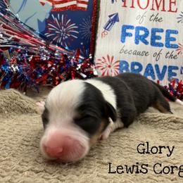 Glory - Black and tan female Pembroke Welsh Corgi puppy in Purcell, Oklahoma from Lewis Aussie’s & Corgi’s