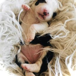 Old English Sheepdog Puppies from Ridgeruns OES