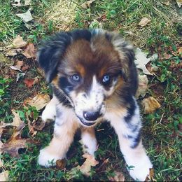 Australian Shepherd Puppies from Timber Creek Aussies