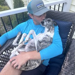 Whippet Puppies from Sara's Whippets