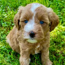 Purple Collar AKC female - Wheaten female Miniature Schnauzer puppy in Calhoun, Georgia from The BrickHouse Miniature Schnauzers