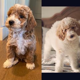 Goldendoodle Puppies from Pond Town Pups