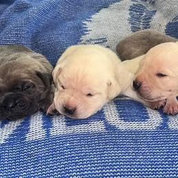 Cane Corso Puppies from Carrie Brown's Cane Corsos