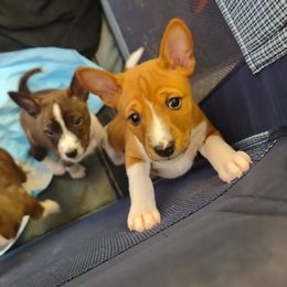 Basenji Puppies from Royal Basenji