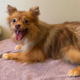 Brandi - Chocolate Pomeranian puppy in Avon Park, Florida from Mariska's Pomeranians