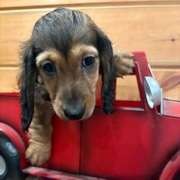 Red male green collar - Sable male Dachshund puppy in Pleasant Plains, Arkansas from JGBs Dachshunds