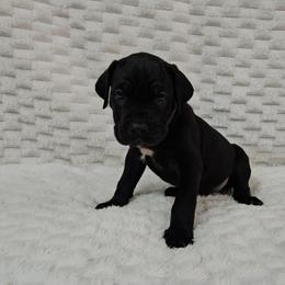 Grey boy - Black male Cane Corso puppy in Fritch, Texas from Carrie Brown's Cane Corsos