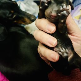Dachshund Puppies from Phillian Family Mini Dachshunds