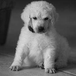 Poodle Puppies from 5-Star Poodles
