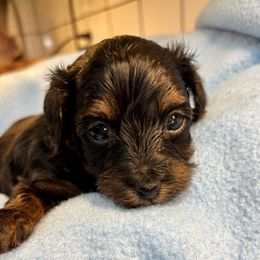 Lipton - Black and tan male Yorkipoo puppy in Howard City, Michigan from Petite Joie Puppies