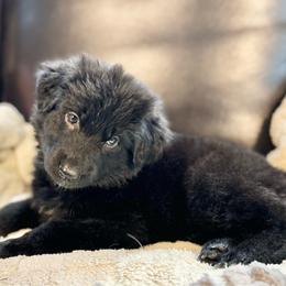 Maebel - Black female German Shepherd puppy in Augusta, Wisconsin from Wehrhaus German Shepherds