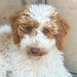 Doc - Parti male Goldendoodle puppy in Stockton, California from Port City Doodles
