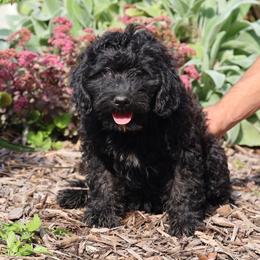 Polly - Black female Whoodle puppy in West Bend, Iowa from Blue Skies Terriers