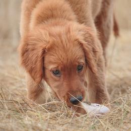 Goldendoodle, Golden Retriever, and Poodle Puppies from Oregon's Oodles of poodles & doodles