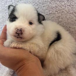 Bandit - Black and white male Pomsky puppy in Mc Minnville, Oregon from West Coast Pomskies