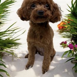 Cavalier King Charles Spaniel, Cavapoo, and Poodle Puppies from Mario’s Pups