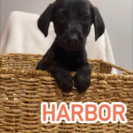 Harbor - Black female Labrador Retriever puppy in Lucasville, Ohio from Backwoods Labradors