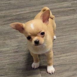 Boy - Fawn male Chihuahua puppy in Vineland, New Jersey from Royal Companion's