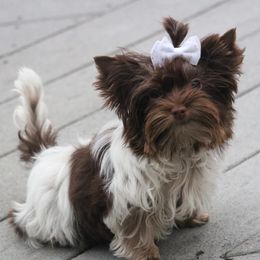 Biewer Terriers and Yorkshire Terriers from Gear Acres