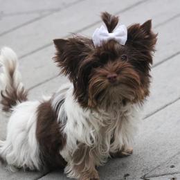 Biewer Terriers and Yorkshire Terriers from Gear Acres