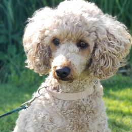 Stella - Poodle