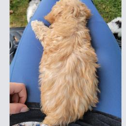 Bear - Apricot male Poodle puppy in Mapleton, Utah from Caboodles Of Poodles