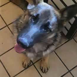 Moto - Sable German Shepherd puppy in Springtown, Texas from Odom's German Shepherds