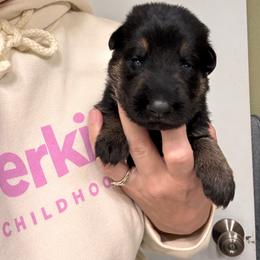 Boy 3 - Black and tan male German Shepherd puppy in Windsor, Colorado from German Shepherds