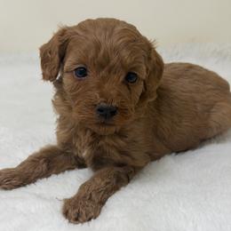 Boy 1 - Red  male Goldendoodle puppy in Haleyville, Alabama from Susan’s Prefurred Doodles