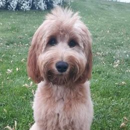 Nala - Goldendoodle