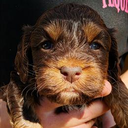 Harvest - Brown and tan male Cockapoo puppy in Indiahoma, Oklahoma from Phamily Doodles