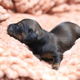 Jovie - Cream female Dachshund puppy in Eaton, Ohio from Miniature Alphas Dachshunds