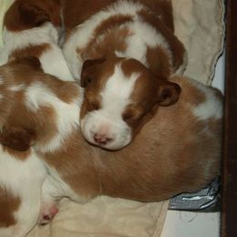Brittany Puppies from Sandridge Brittanys
