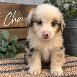 Chai - Blue merle male Australian Shepherd puppy in Traer, Iowa from Kelly's Australian Shepherds
