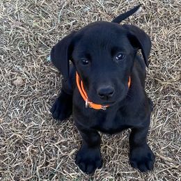 Fred-Orange Collar - Black Labrador Retriever puppy in Springfield, Missouri from Kellner Labradors