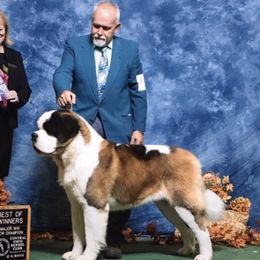 Yeti - Saint Bernard