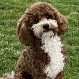 Piper - Goldendoodle