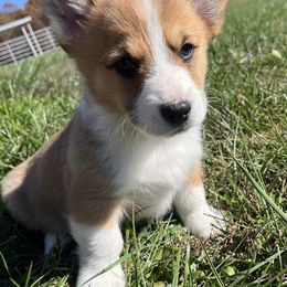 Blake - Red male Pembroke Welsh Corgi puppy in Rolla, Missouri from Chapman Corgis