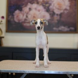 Bea - White and red brindle female Whippet puppy in Atlanta, Georgia from Sinaj Sighthounds