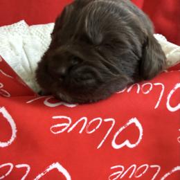 Cloe - Brown female Newfoundland puppy in Goodhue, Minnesota from Claypits Newfoundlands